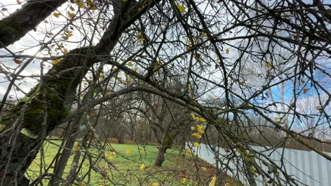 Cutting branches of tree, Garden work cut. Stock Footage 255204358