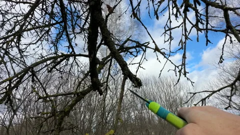 Cutting branches of tree, Garden work cut. Stock Footage 255204368