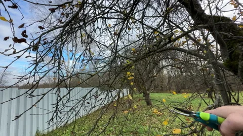 Cutting branches of tree, Garden work cut. Stock Footage 255204709