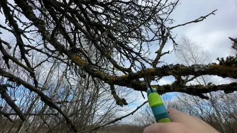Cutting branches of tree, Garden work cut. Stock Footage 255204728