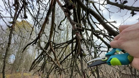 Cutting branches of tree, Garden work cut. Stock Footage 255205088