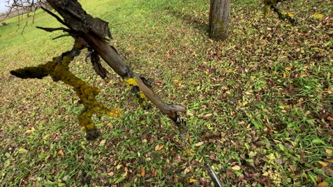 Cutting branches of tree, Garden work cut. Stock Footage 255205809