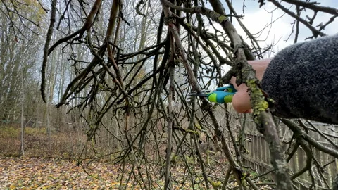 Cutting branches of tree, Garden work cut. Stock Footage 255205875