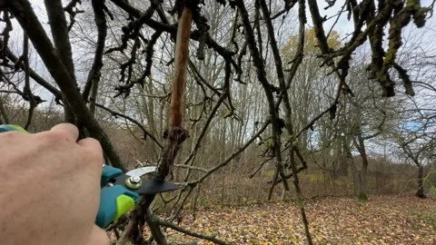 Cutting branches of tree, Garden work cut. Stock Footage 255206164