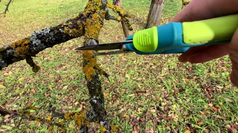 Cutting branches of tree, Garden work cut. Stock Footage 255206478