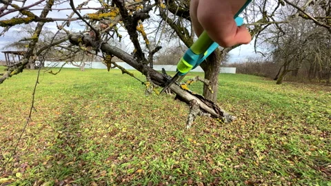 Cutting branches of tree, Garden work cut. Stock Footage 255206565