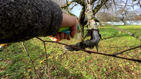 Cutting branches of tree, Garden work cut. Stock Footage 255206724