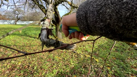 Cutting branches of tree, Garden work cut. Stock Footage 255206853