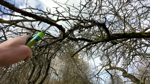 Cutting branches of tree, Garden work cut. Stock Footage 255207134