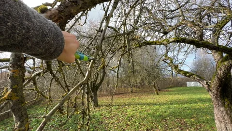 Cutting branches of tree, Garden work cut. Stock Footage 255207573