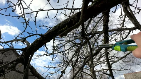 Cutting branches of tree, Garden work cut. Stock Footage 255207681
