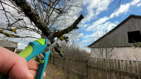 Cutting branches of tree, Garden work cut. Stock Footage 255207790