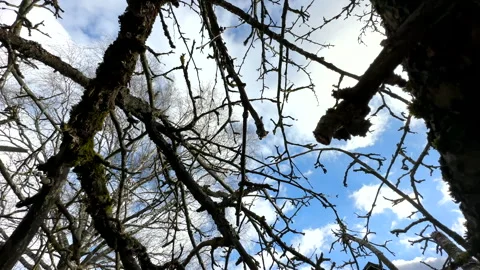 Cutting branches of tree, Garden work cut. Stock Footage 255207808