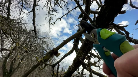 Cutting branches of tree, Garden work cut. Stock Footage 255207978
