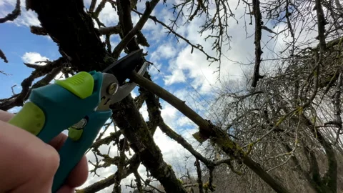 Cutting branches of tree, Garden work cut. Stock Footage 255207996