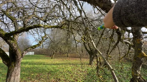 Cutting branches of tree, Garden work cut. Stock Footage 255208015