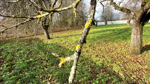 Cutting branches of tree, Garden work cut. Stock Footage 255208137