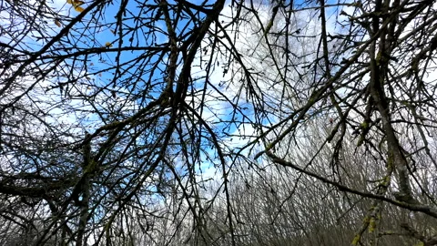 Cutting branches of tree, Garden work cut. Stock Footage 255208337