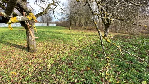 Cutting branches of tree, Garden work cut. Stock Footage 255208379