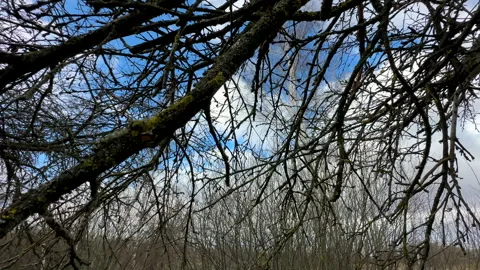 Cutting branches of tree, Garden work cut. Stock Footage 255208381