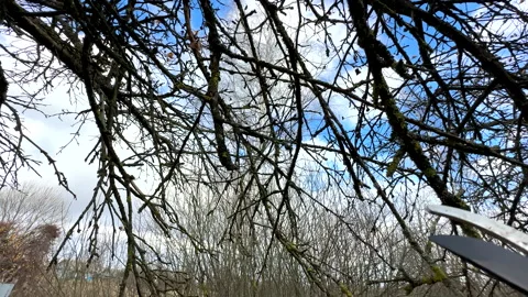 Cutting branches of tree, Garden work cut. Stock Footage 255208476