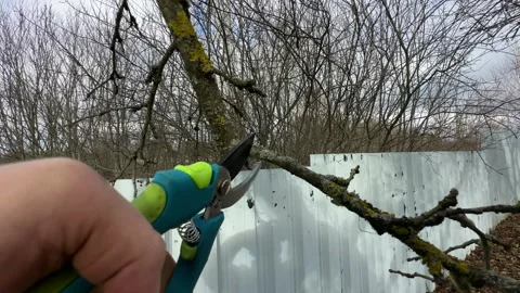 Cutting branches of tree, Garden work cut. Stock Footage 255208530