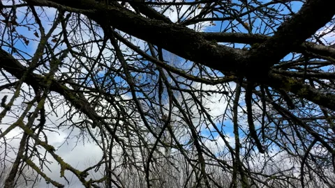 Cutting branches of tree, Garden work cut. Stock Footage 255208585