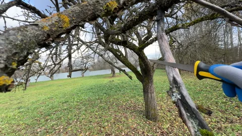 Cutting branches of tree, Garden work cut. Stock Footage 255208642