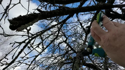 Cutting branches of tree, Garden work cut. Stock Footage 255208679