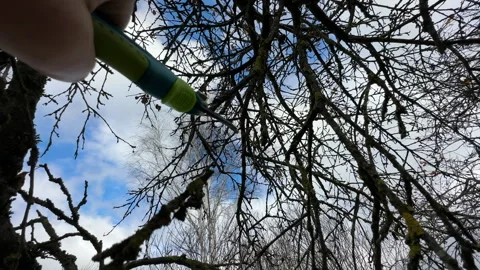 Cutting branches of tree, Garden work cut. Stock Footage 255208683