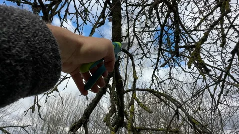 Cutting branches of tree, Garden work cut. Stock Footage 255227112