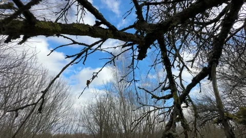 Cutting branches of tree, Garden work cut. Stock Footage 255227207