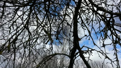 Cutting branches of tree, Garden work cut. Stock Footage 255227356
