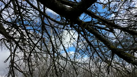 Cutting branches of tree, Garden work cut. Stock Footage 255227358