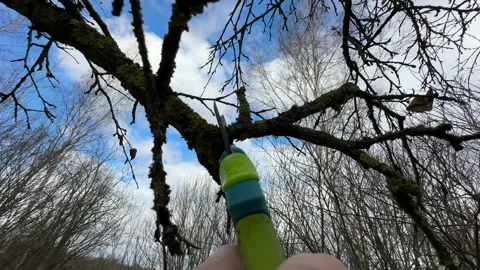 Cutting branches of tree, Garden work cut. Stock Footage 255227374