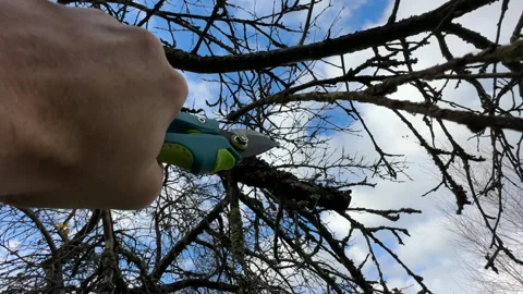 Cutting branches of tree, Garden work cut. Stock Footage 255227403