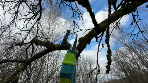 Cutting branches of tree, Garden work cut. Stock Footage 255227423