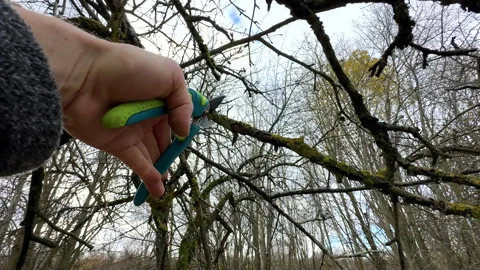 Cutting branches of tree, Garden work cut. Stock Footage 255926285