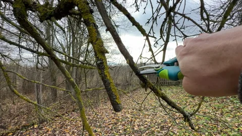 Cutting branches of tree, Garden work cut. Stock Footage 255926627