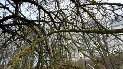 Cutting branches of tree, Garden work cut. Stock Footage 255926636
