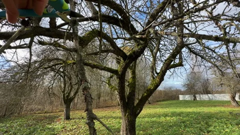 Cutting branches of tree, Garden work cut. Stock Footage 255926748