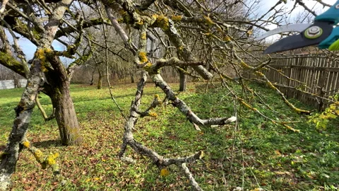 Cutting branches of tree, Garden work cut. Stock Footage 255926757