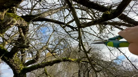 Cutting branches of tree, Garden work cut. Stock Footage 255926854