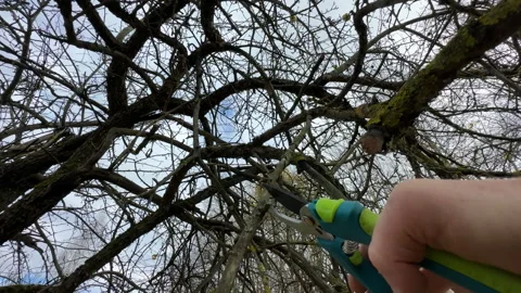 Cutting branches of tree, Garden work cut. Stock Footage 255926871