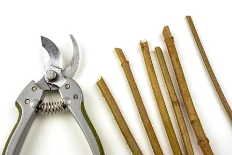 Cutting Branches From Tree With Scissors Stock Photos