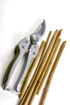 Cutting Branches From Tree With Scissors Stock Photos