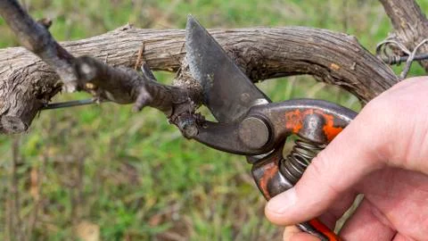 Cutting branches in vineyard Stock Photos