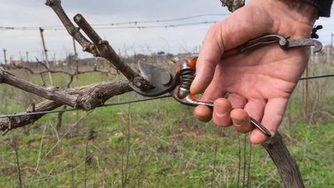 Cutting branches in vineyard Stock Photos