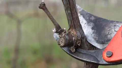 Cutting branches in vineyard Stock Photos