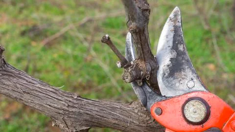 Cutting branches in vineyard Stock Photos